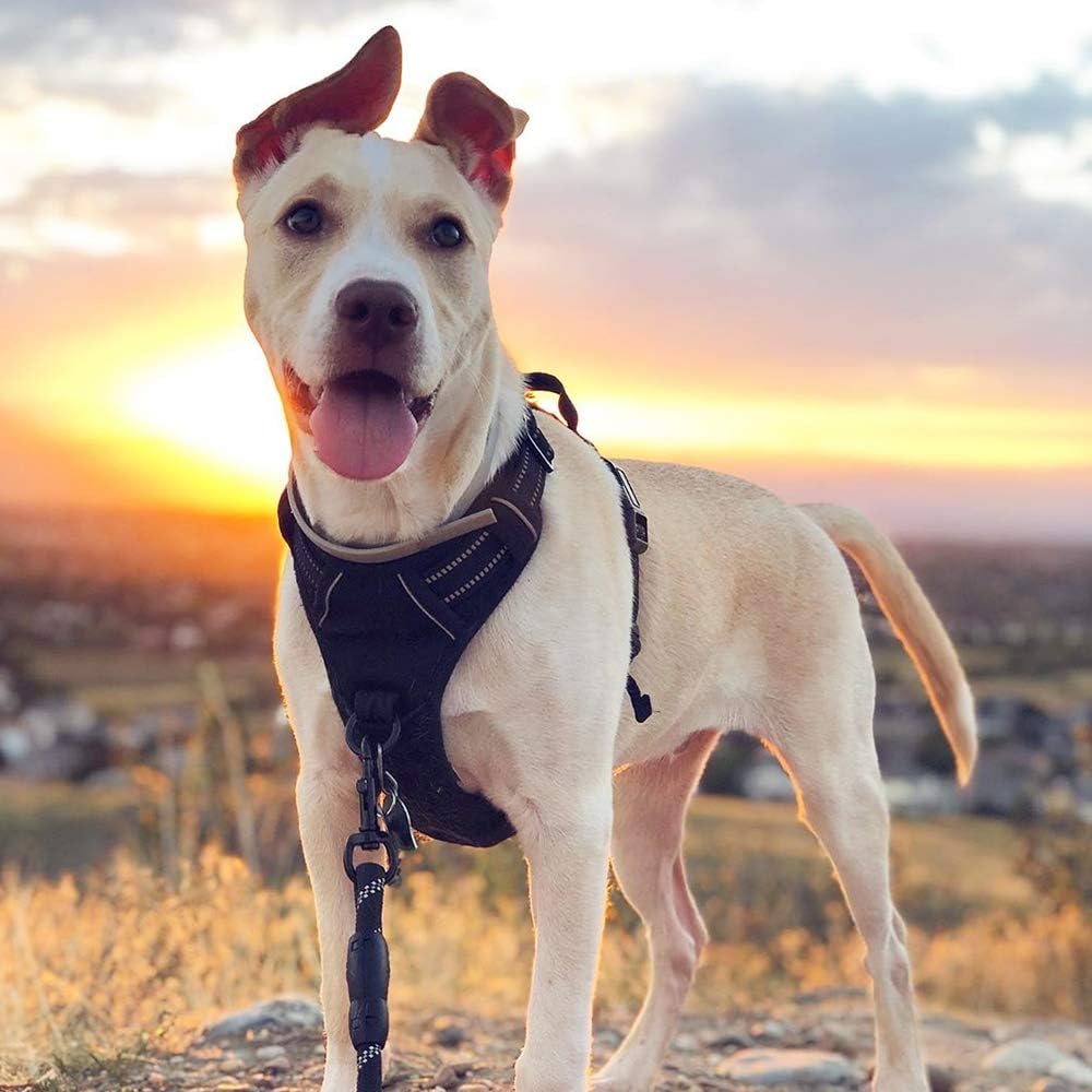 Harness for Dogs, Anti-Strain, Pet Harness, Adjustable, Outdoor Pet Vest 3M Reflective Strip, Oxford Cloth Material, Dog Vest, Easy to Control, Suitable for Small, Medium, Large Dogs, Large - Image 5