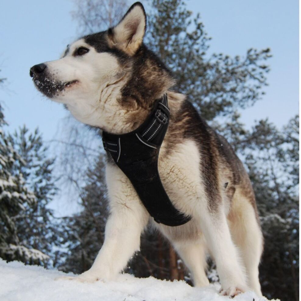 Anti-escape dog harness & leash, soft and comfortable breathable dog vest, reflective in the night, suitable for walking medium and large dogs. - Image 3