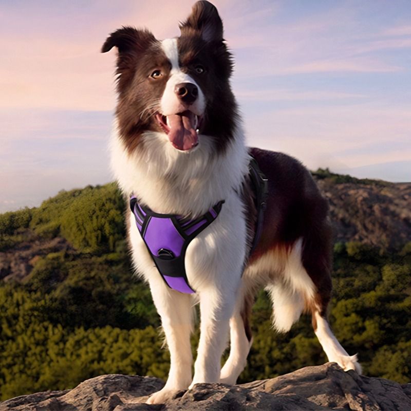 Anti-escape dog harness & leash, soft and comfortable breathable dog vest, reflective in the night, suitable for walking medium and large dogs. - Image 5