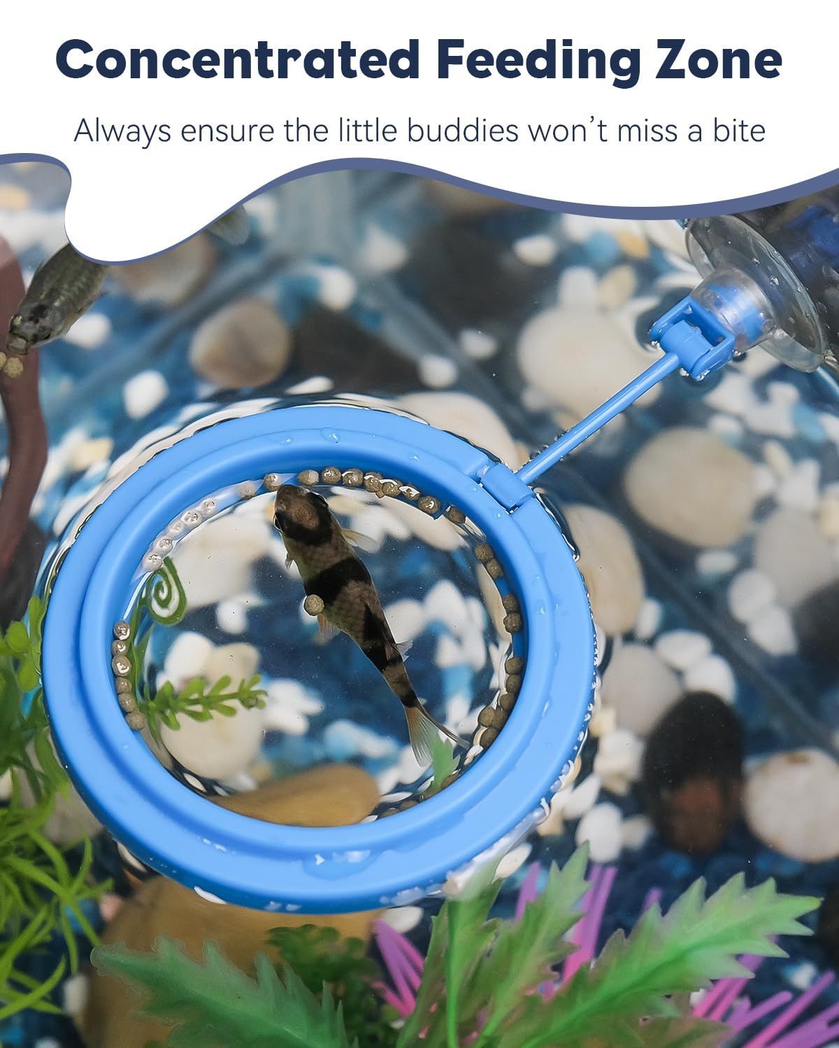 Betta Feeding Ring, Prevent Water Turbulence from Washing Food into Filter, Practical Round Floating Food, Suitable for Guppy, Goldfish and Other Small Fish (5 Pc) - Image 6