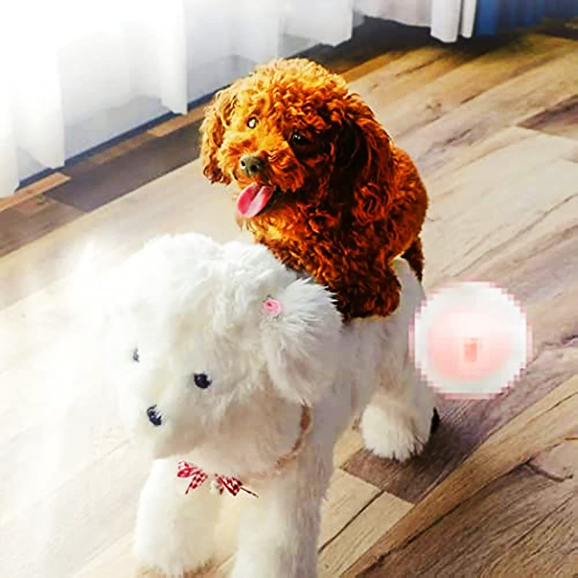 Pet Behavioral Support Doll – Realistic Canine Companion Toy for Stress Relief, Made of TPE Silicone & Soft Fur, Stable Suction Base, 1:1 Anatomical Design, for Small to Medium Dogs (White, Channel Height 28cm) - Image 1