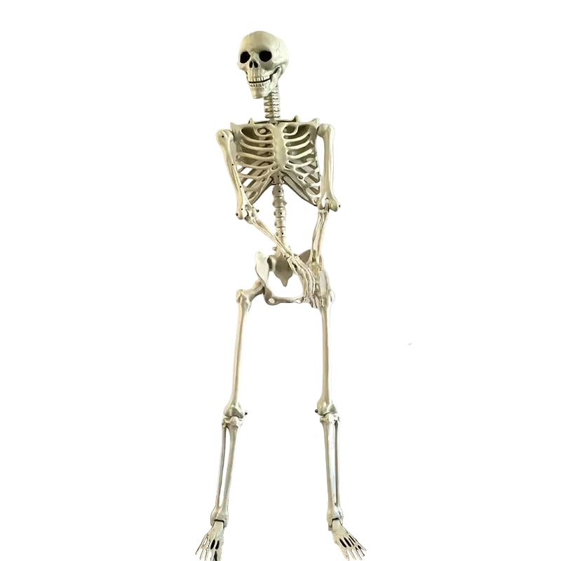 Life Size Standing Skeleton with Movable Joints - Image 4
