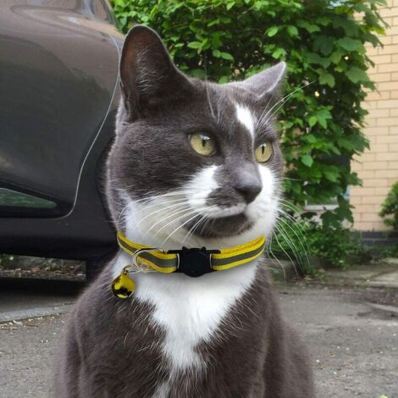 Adjustable Reflective Collars for Cats and Puppies with Bell and Safety Buckle, 6X Multicolor Pet Accessories - Image 3