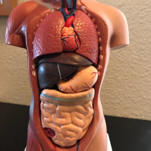 Human Torso Anatomical Model with Internal Organs 28cm Unisex - Image 4