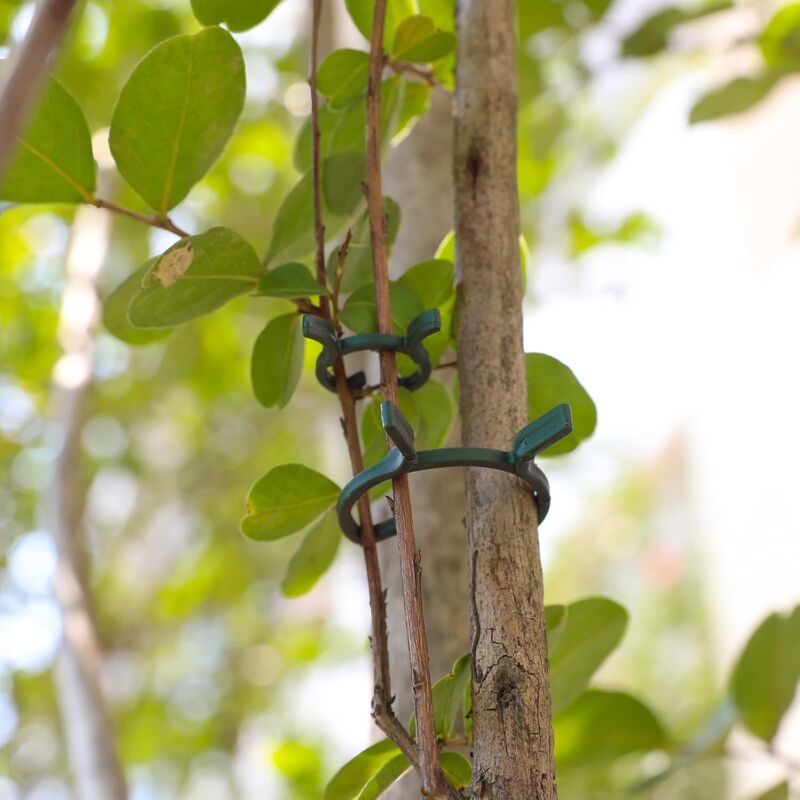 200 pcs Plant Support Clips,Plastic Plant Clips,Climbing Plant Fixing Clips,Garden Clips,For - Image 3