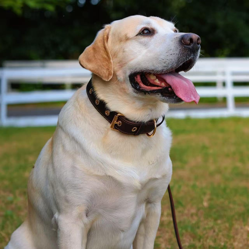 Premium Genuine Leather Dog Collar/Durable Real Leather Adjustable Collars For Male Female （size: XL） - Image 2