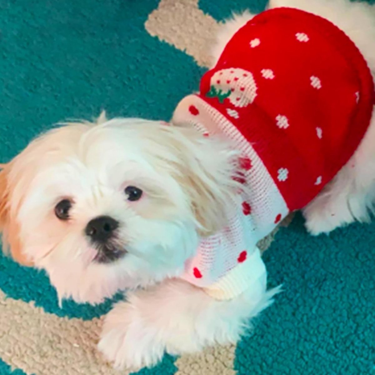 Dog Coat - Dog Sweater - Classic Turtleneck Knit Dog Sweater - Warm Winter Dog Clothes - Cute Strawberry Heart Pattern - Perfect for Small and Medium Dogs - Red - Size XXL - Image 2
