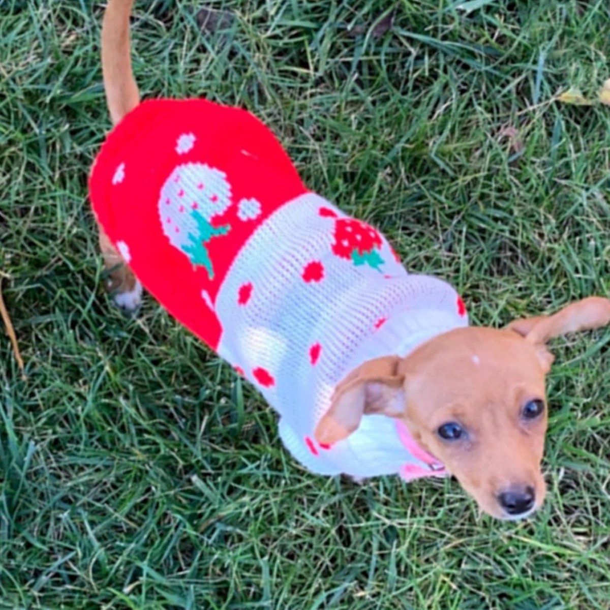 Dog Coat - Dog Sweater - Classic Turtleneck Knit Dog Sweater - Warm Winter Dog Clothes - Cute Strawberry Heart Pattern - Perfect for Small and Medium Dogs - Red - Size XXL - Image 4