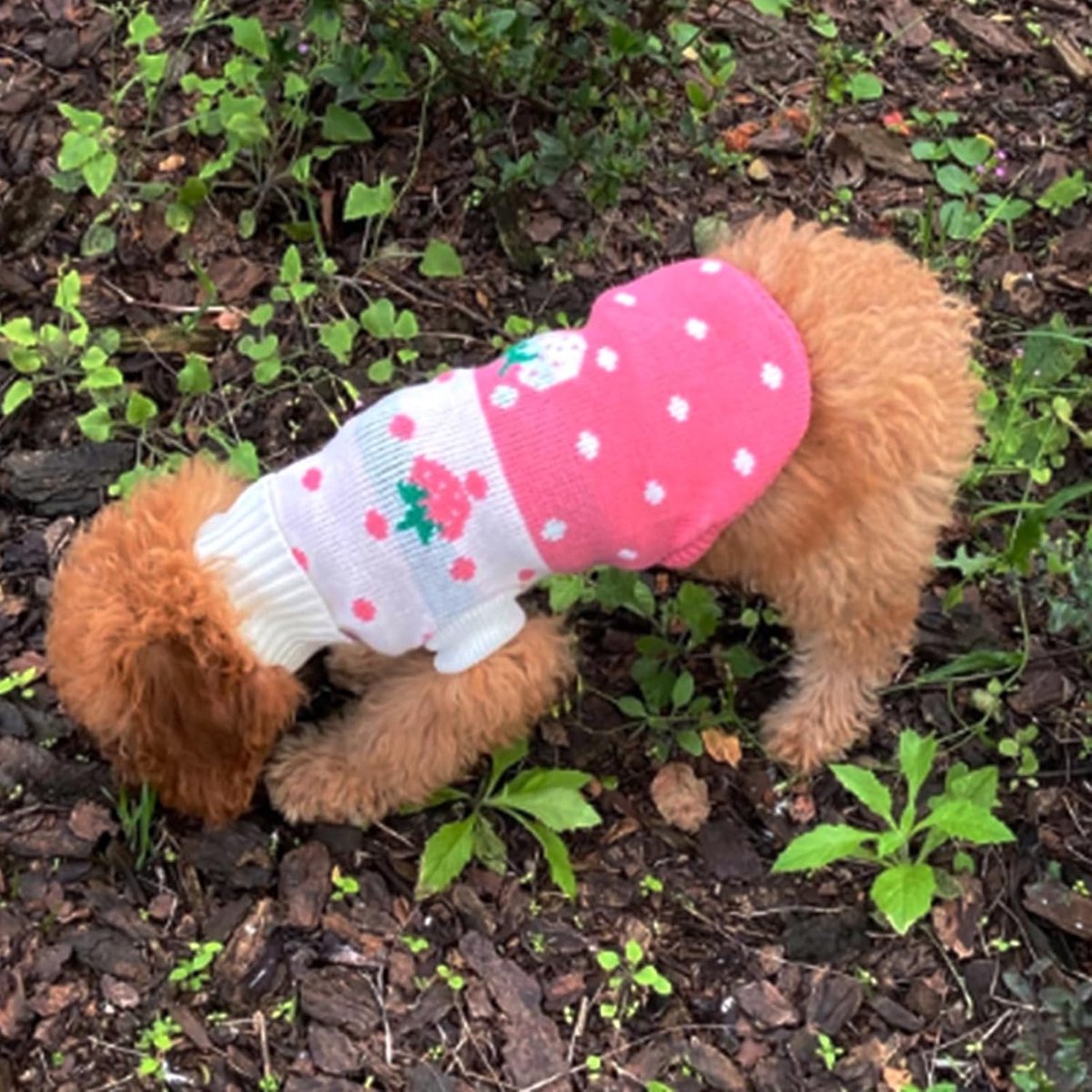 Dog Coat - Dog Sweater - Classic Turtleneck Knit Dog Sweater - Warm Winter Dog Clothes - Cute Strawberry Heart Pattern - Perfect for Small and Medium Dogs - Pink - Size XL - Image 2