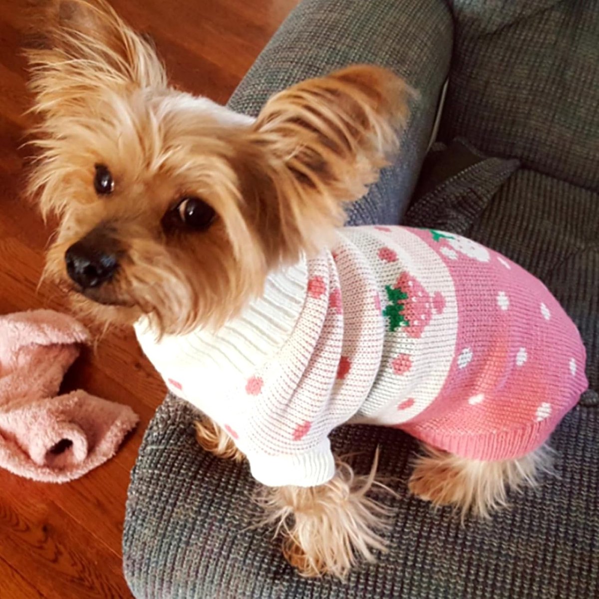 Dog Coat - Dog Sweater - Classic Turtleneck Knit Dog Sweater - Warm Winter Dog Clothes - Cute Strawberry Heart Pattern - Perfect for Small and Medium Dogs - Pink - Size XL - Image 4
