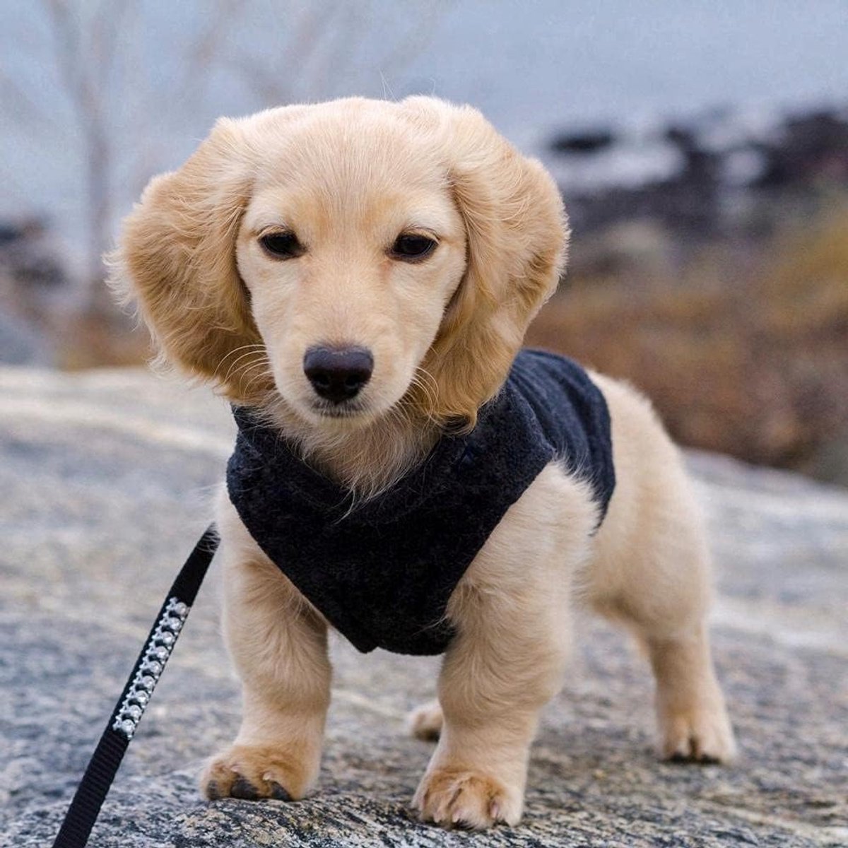 Dog Coat - Fleece Vest - Dog Sweater - Warm Winter Coat - Pull-On Fleece Coat - Leash with Ring - Perfect for Small and Medium Dogs - Black - Size L - Image 3