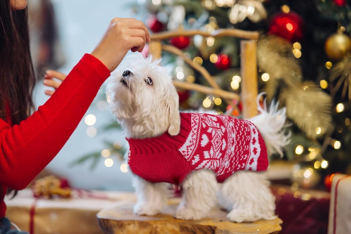 Dog Sweater - Christmas Dog Sweaters - Sleeveless Dog Sweaters - Dog Coat - Warm Autumn and Winter Puppy Sweater - Ugly Sweater - Perfect for Small Dogs - Dog - Medium - New Year's Holidays - S - Image 4