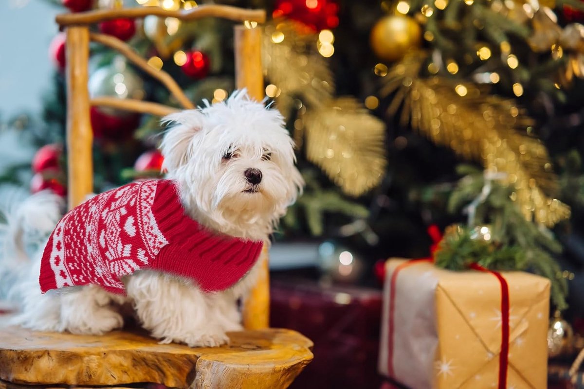 Dog Sweater - Christmas Dog Sweaters - Sleeveless Dog Sweaters - Dog Coat - Warm Autumn and Winter Puppy Sweater - Ugly Sweater - Perfect for Small Dogs - Dog - Medium - New Year's Holidays - XL - Image 5