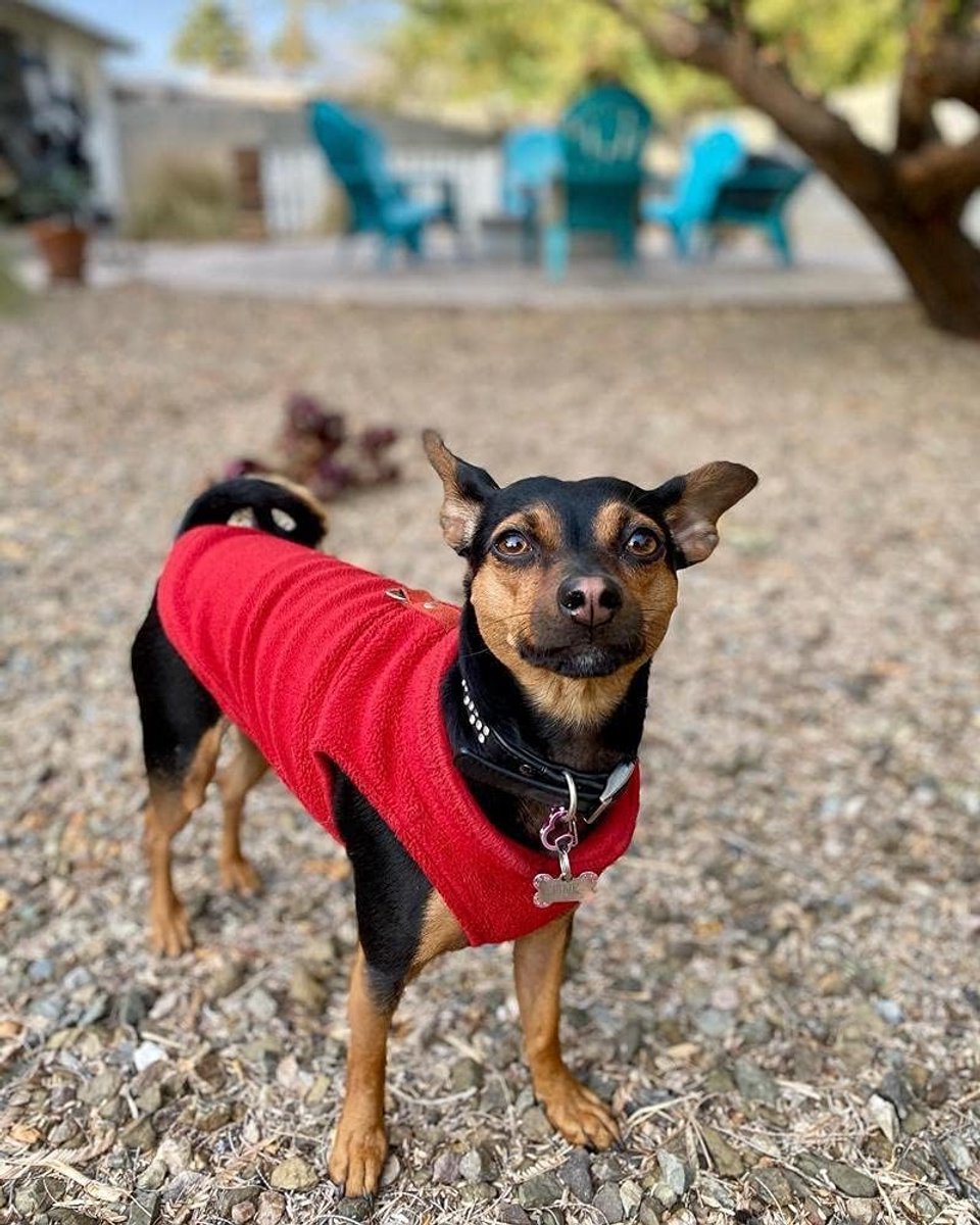 Dog Coat - Fleece Dog Vest - Winter Dog Coat - Warm Dog Coat - Fleece Dog Sweater - Ring Leash - Perfect for Small and Medium Dogs - Red - Size M - Image 5