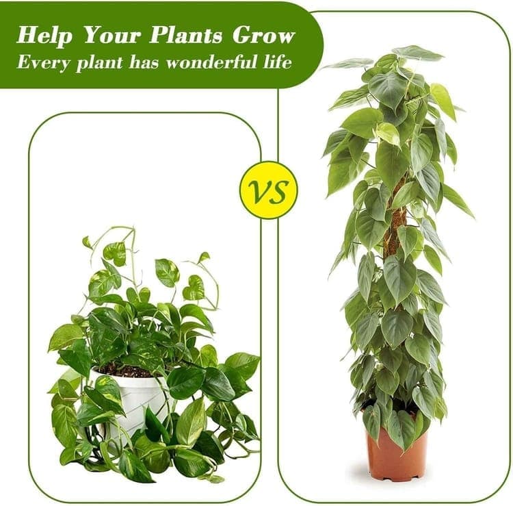 4 Bendable Moss Stakes for Climbing Plants, 100cm, Plant Support for Ivy and Monstera (4mm) - Image 3