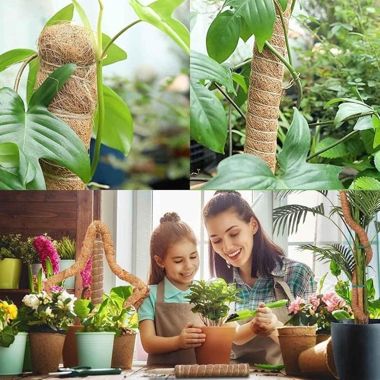 4 Bendable Moss Stakes for Climbing Plants, 100cm, Plant Support for Ivy and Monstera (4mm) - Image 6