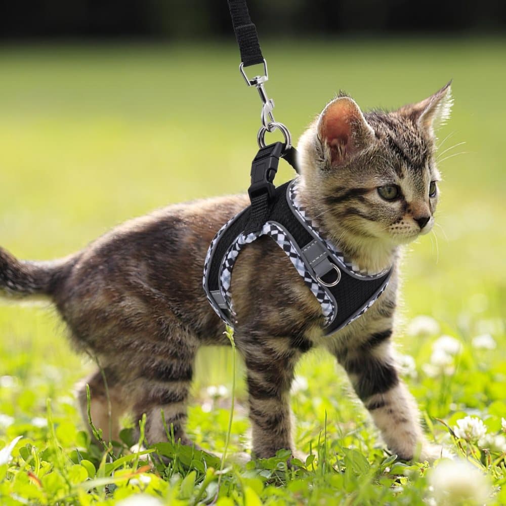 Adjustable Dog and Cat Harness with Leash Reflective Soft Secure Fit, L Black - Image 8