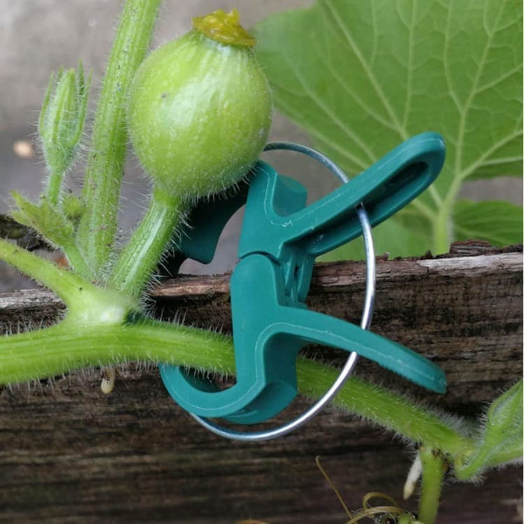 50-pack Plant Clamps for Trellis Support, 1.5 inch, 4.5cm x 6cm, Compatible with Plant Support Systems - Image 5