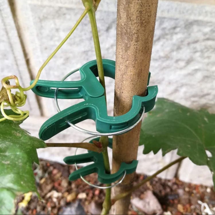 50-pack Plant Clamps for Trellis Support, 1.5 inch, 4.5cm x 6cm, Compatible with Plant Support Systems - Image 6