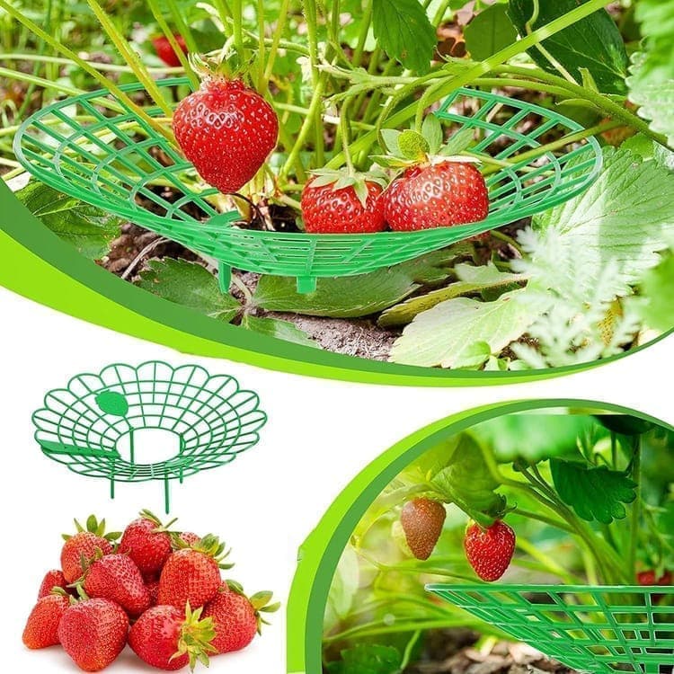 10-Pack Strawberry Holder Plant Support for Strawberries and Vegetables, 10.2 Inches - Image 2