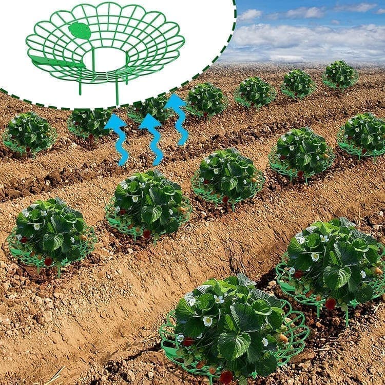 10-Pack Strawberry Holder Plant Support for Strawberries and Vegetables, 10.2 Inches - Image 3