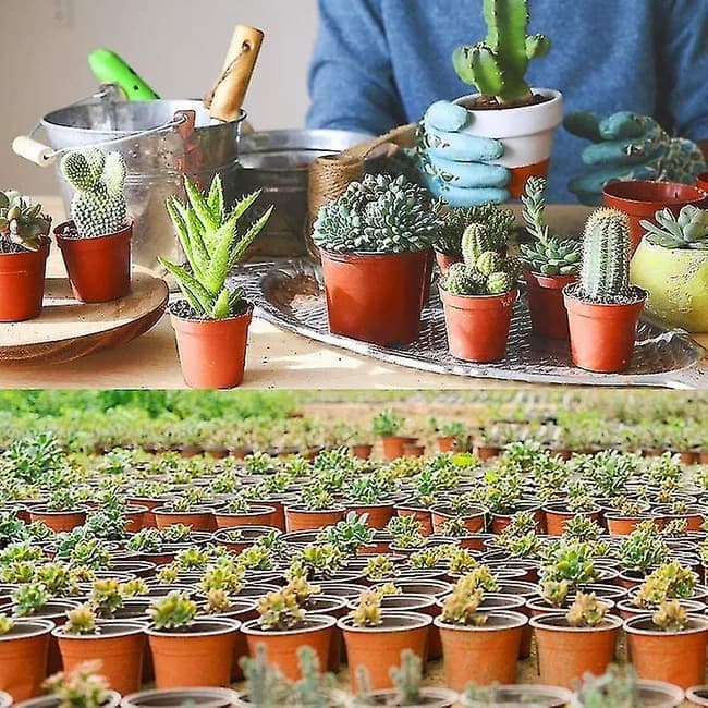 100pcs Reusable Plastic Planting Pots for Indoor and Outdoor Flower Growing, 100mm - Image 6