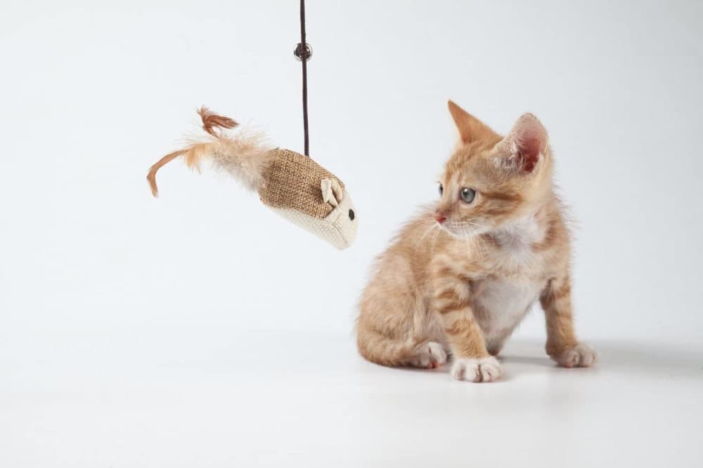 4 pcs Interactive Cat Toy with Bell and Teaser, for Playful Cats - Image 3