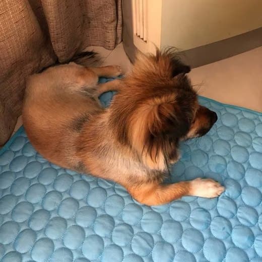 1 Cooling Mat for Dogs and Cats, Breathable Pet Cooling Pad in Blue, 62×50cm - Image 4