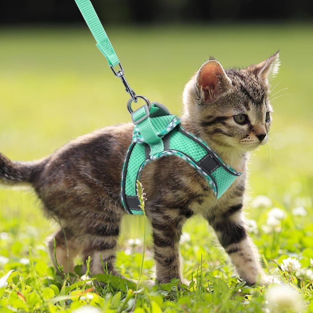 1 Adjustable Pet Harness with Reflector and Leash for Cat and Dog, Soft Comfortable Vest Design Anti-Escape, L, Green - Image 8