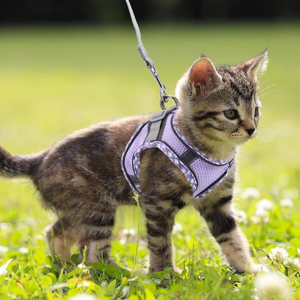 1 Adjustable Pet Harness for Cat and Dog with Reflector and Leash, Soft Comfortable Vest Design Anti-Escape, Compatible with Small Medium Large Pets, L Purple - Image 8