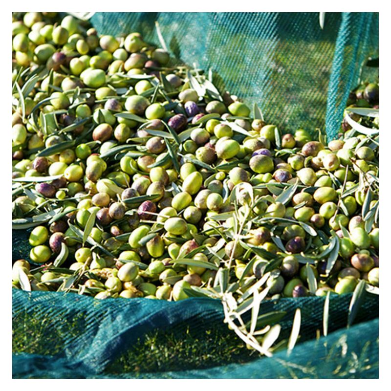 Olive Harvest Net for Fruit Picking, 16 m2, 4 x 4 m - Image 4