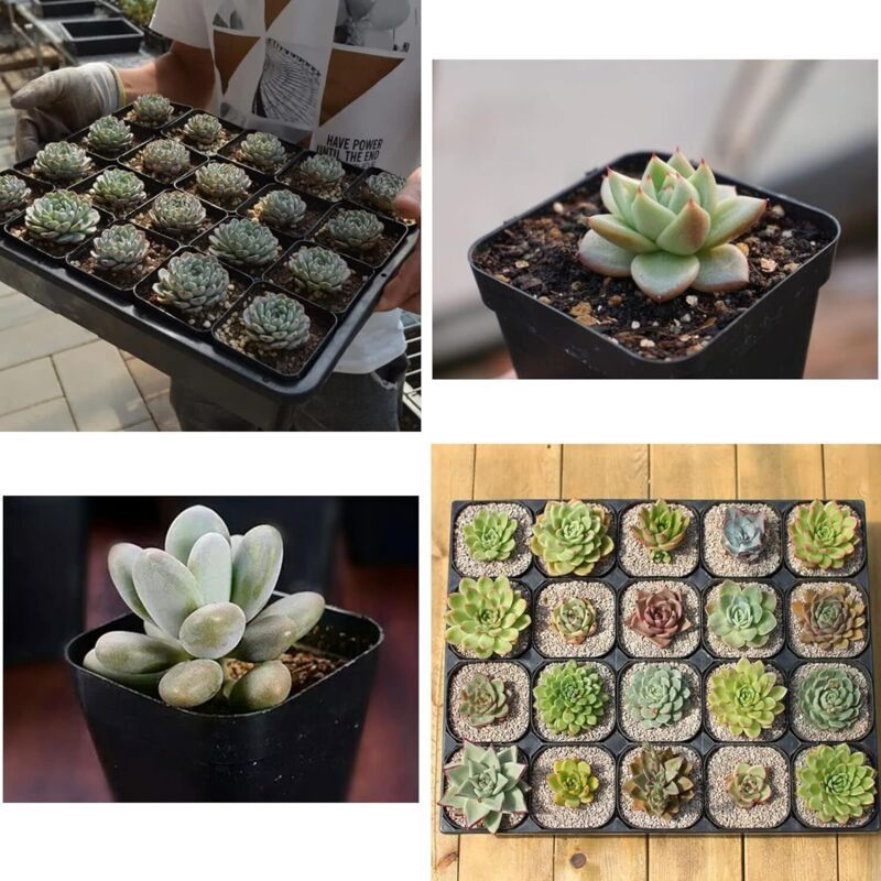 100 Pieces Plastic Square Nursery Seedling Pots Reusable, 7 cm - Image 4
