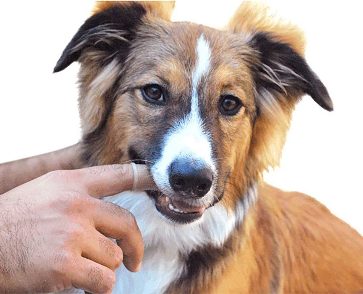 9-Piece Dog and Cat Toothbrush Set with Finger Toothbrushes - Image 4