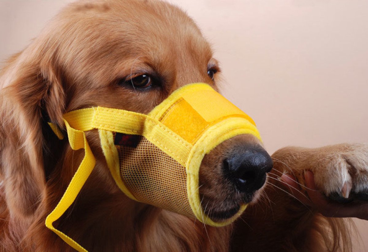 Muzzle for dogs - Soft, breathable - Small dogs, size M yellow - Image 3