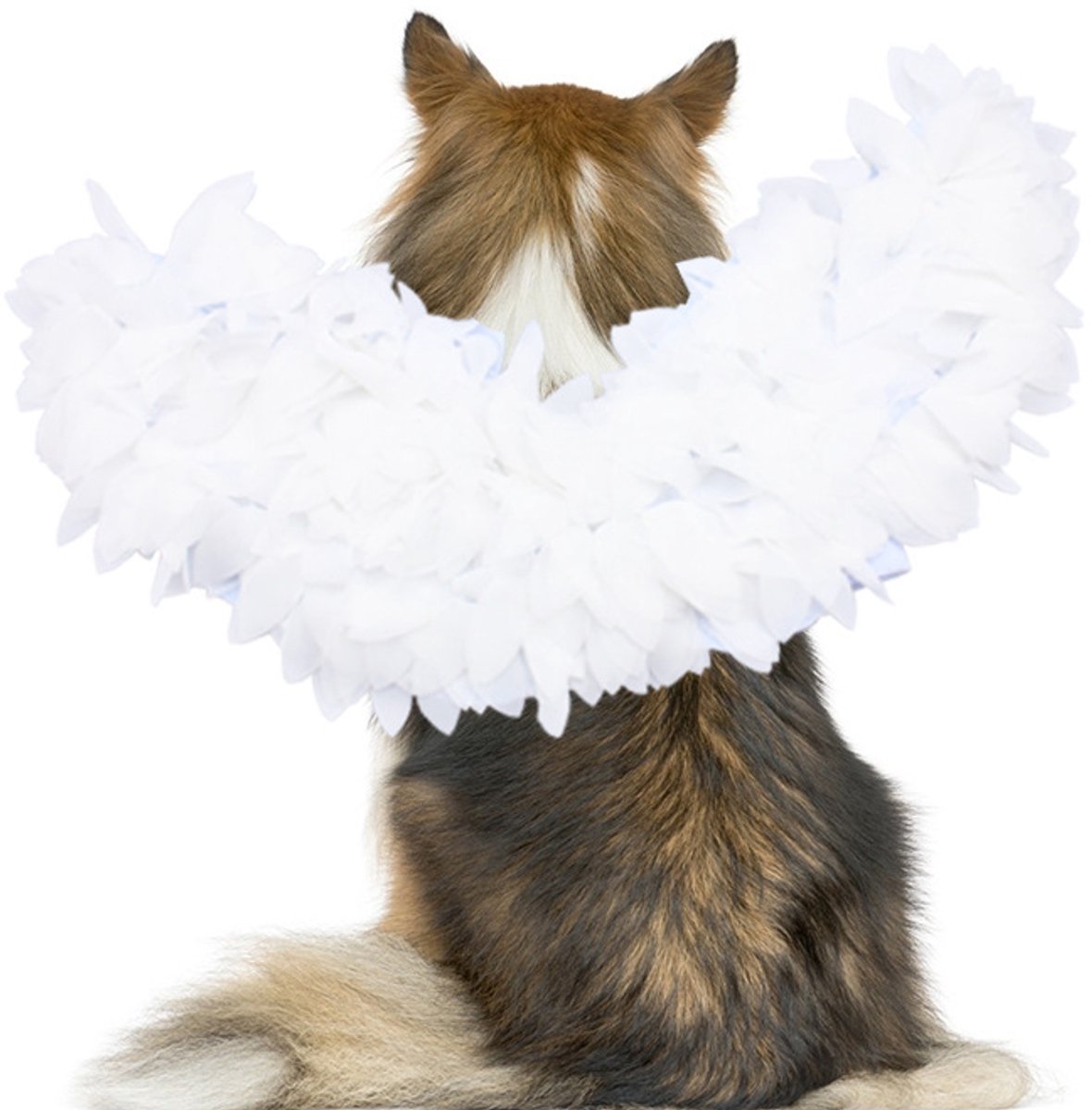 Dog costume S – Realistic wings, festive accessory - Image 2