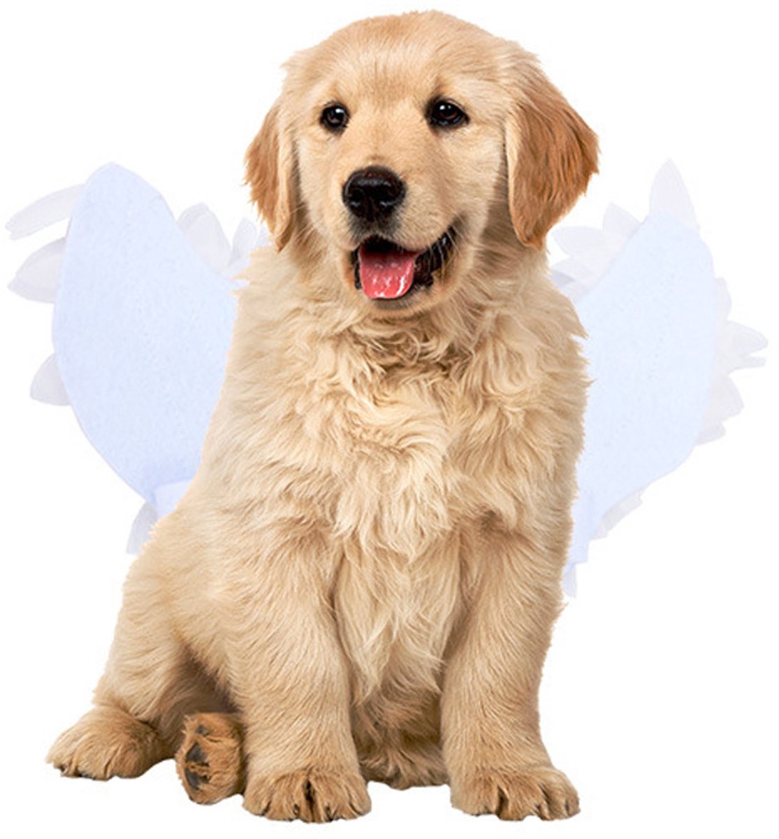 Dog costume M – Realistic wings, festive accessory - Image 1