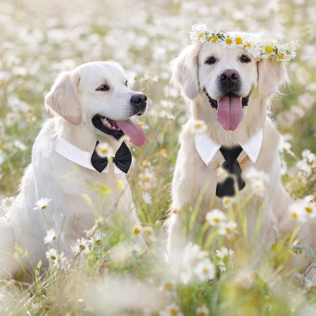 - Animal Costume Set - Luxury Tie and Bow Tie for Animals - Suitable for Dachshunds to Border Collies - Adjustable - Tie for Dog - Cat Clothing - Bow Tie for Dog - Dog Bow Tie - Dog Toy - Christmas Dog Bow Tie - Christmas Rug - Gift - Image 3