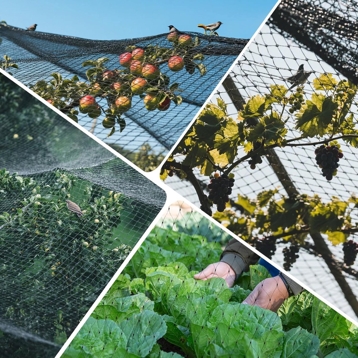 Anti-Bird Netting - bird protection netting - aviary chicken coop netting - Resistant Polyethylene - Garden Protection - for Fruit Trees, Ponds and Crops - Black - 4m x 6m - Image 3