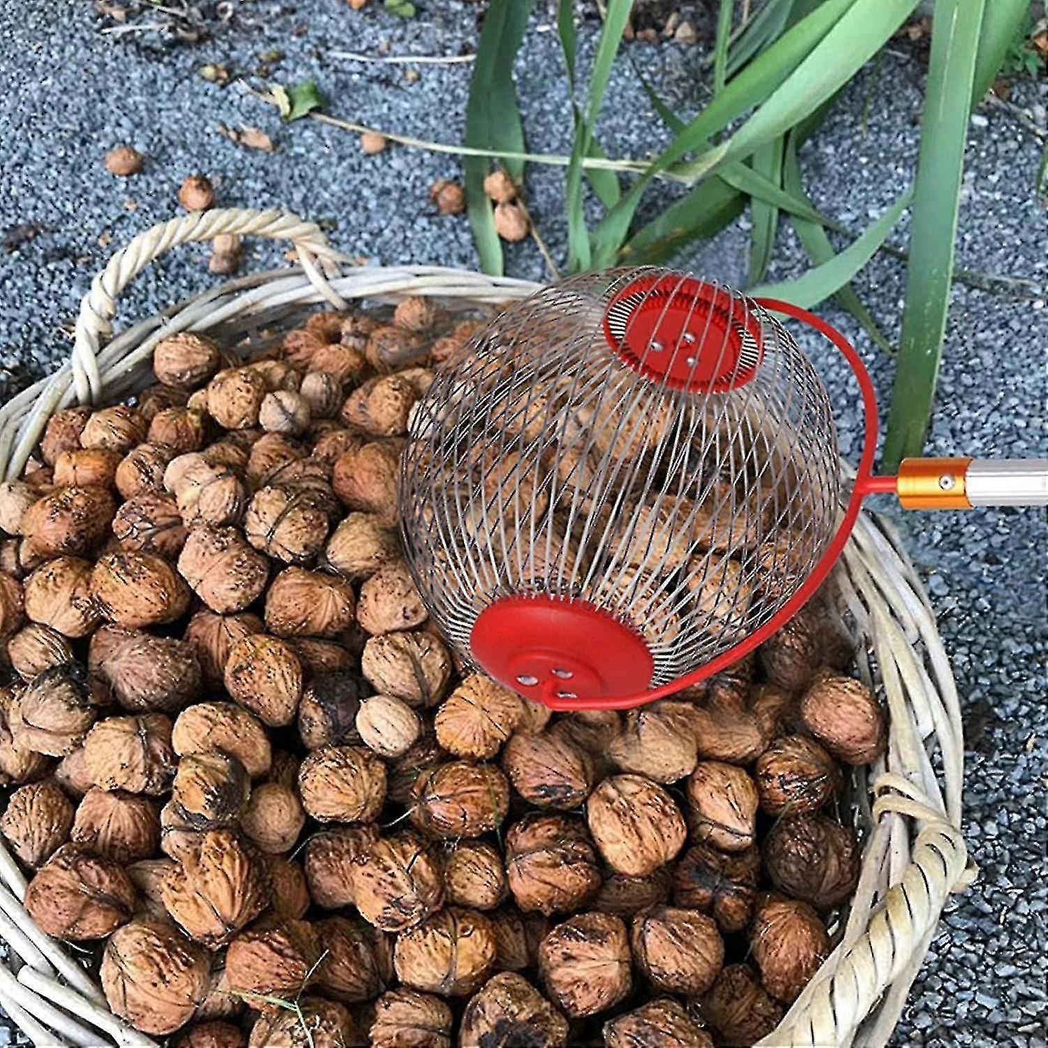 Nut Picker - Side opening for emptying walnuts, rolling picker for pine cones, picker, collector, ball picker for walnuts, pecans S - Image 2