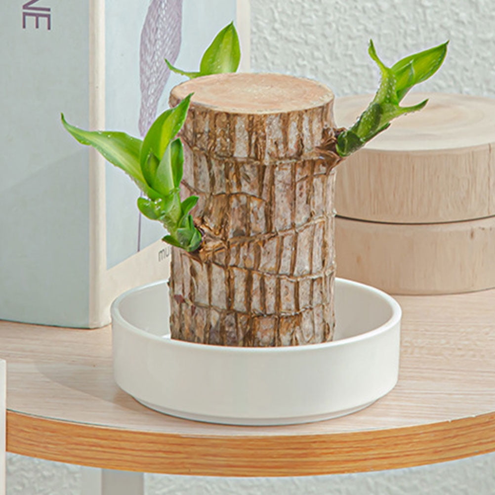 Worgeous Hydroponic Ceramic Tray Indoor Garden Pot Saucers Plant for Pots White - Image 5