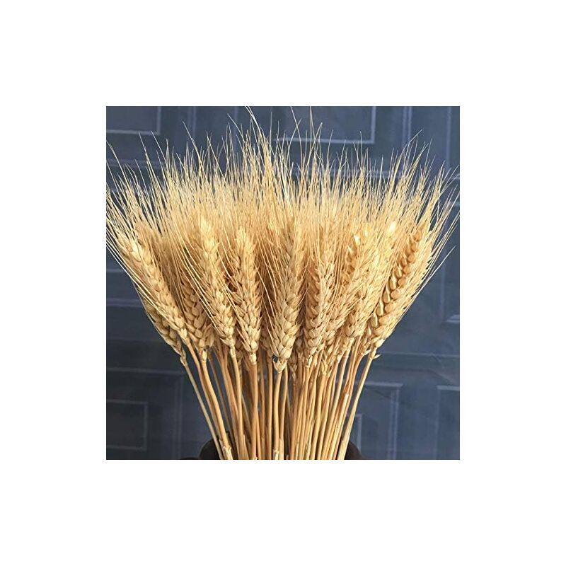 100 Pcs Natural Dried Wheat Stems Artificial Flower for DIY Decor - Image 1