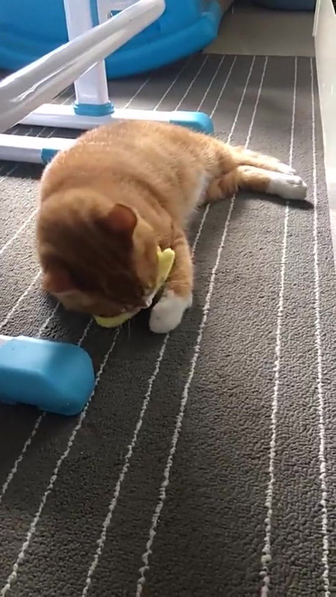 Catnip Plush Toy | Cat Toys | Catnip | Cat Toys | BLUE - Image 2
