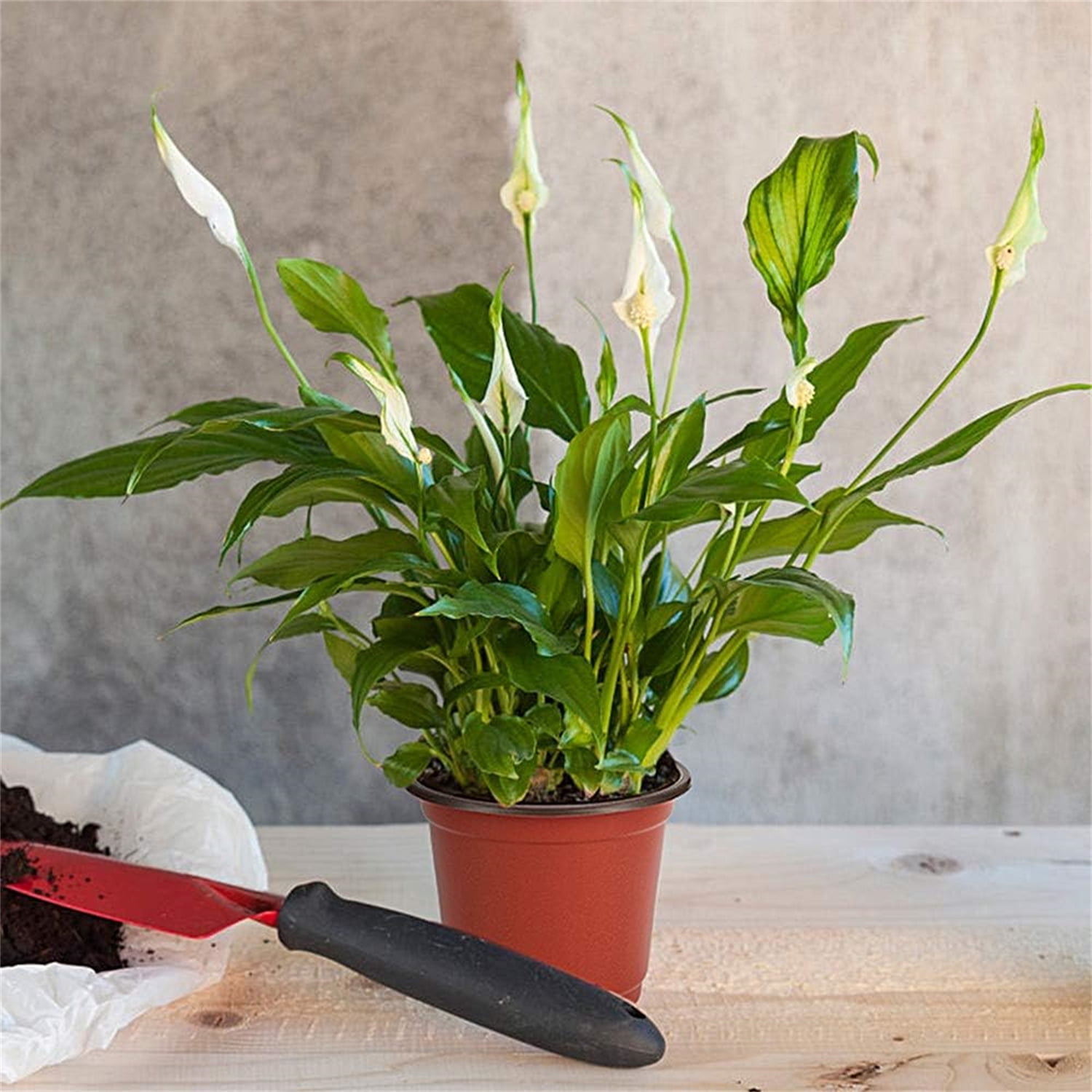 50Pcs Plastic Plant Nursery Pots,3.9x2.7x3.3In Seed Starting Pots with Drainage Holes for Indoor,Durable Soft Nursery Containers for Transplanting - Image 5