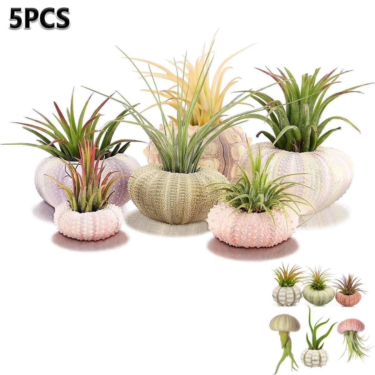 Tutuviw 5 Pcs Mini Sea Urchin Shell Air Plant Holders,Decorative Hanging Air Plant Pot, Tillandsia Succulent Display Container for Home Gardening Gifts Beach Theme Party Decors, No Plants - Image 1