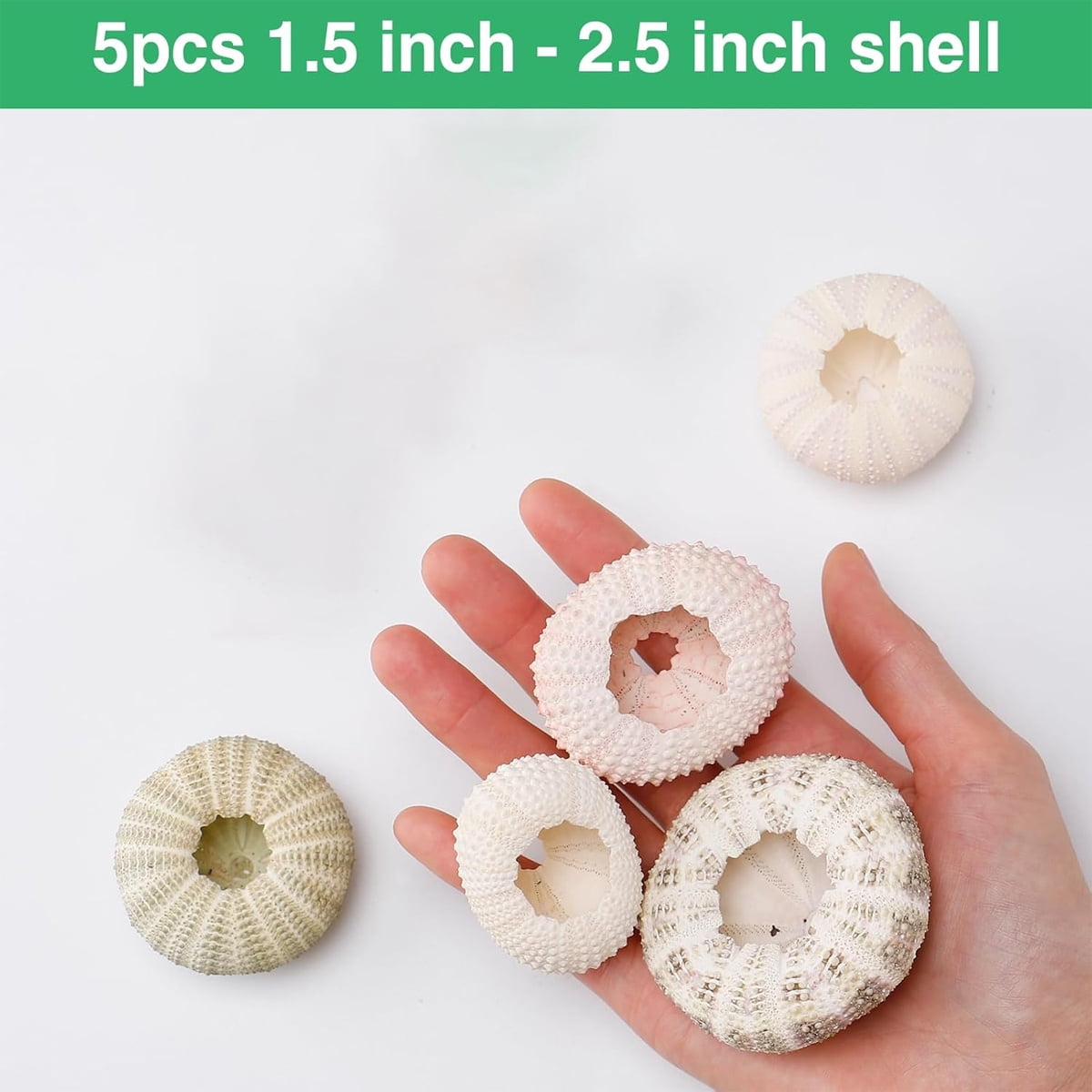 Tutuviw 5 Pcs Mini Sea Urchin Shell Air Plant Holders,Decorative Hanging Air Plant Pot, Tillandsia Succulent Display Container for Home Gardening Gifts Beach Theme Party Decors, No Plants - Image 2