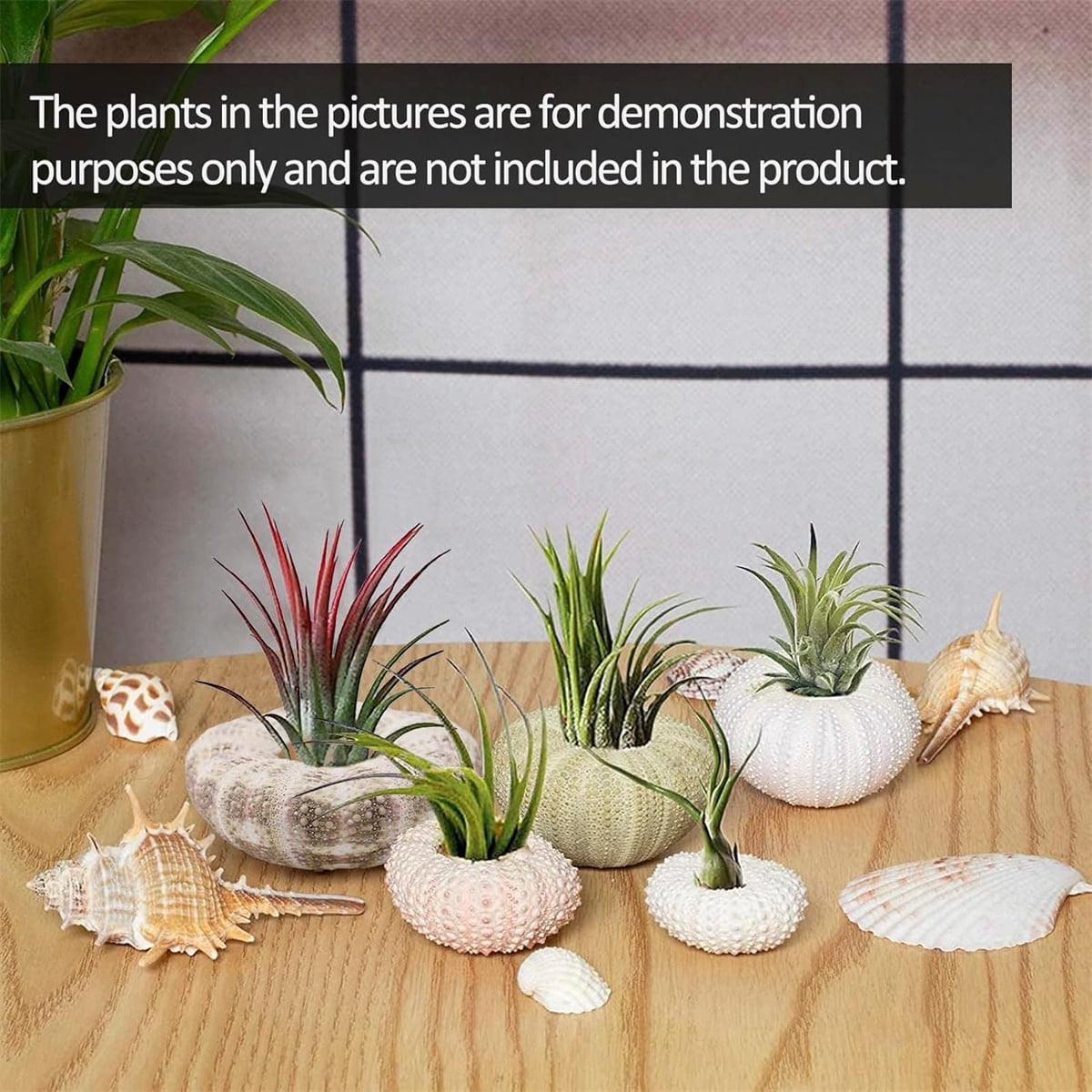 Tutuviw 5 Pcs Mini Sea Urchin Shell Air Plant Holders,Decorative Hanging Air Plant Pot, Tillandsia Succulent Display Container for Home Gardening Gifts Beach Theme Party Decors, No Plants - Image 3