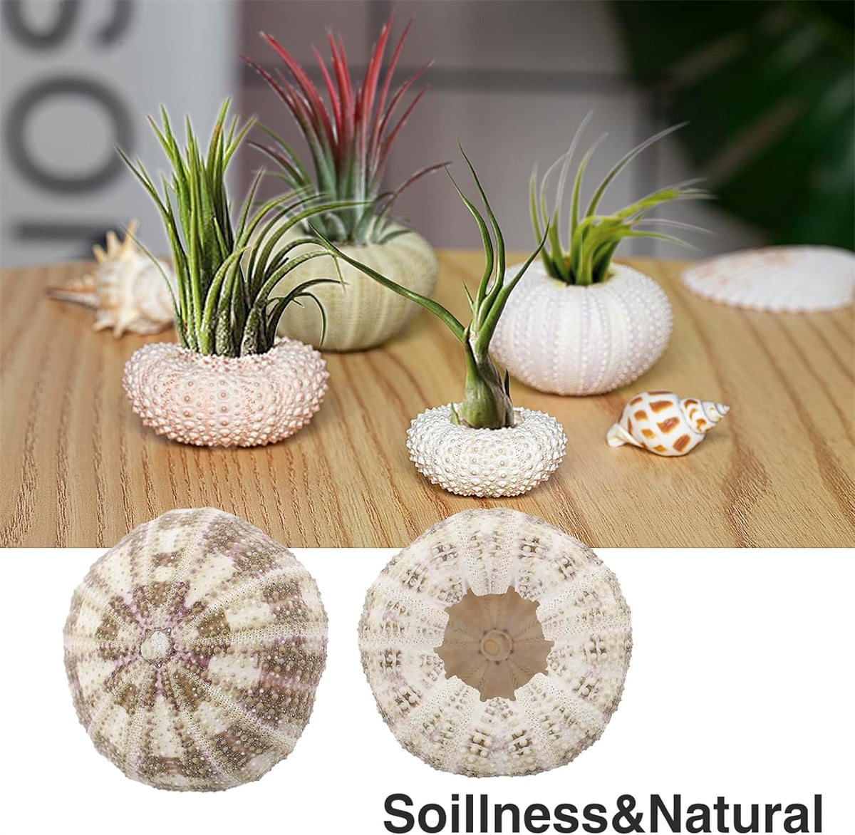 Tutuviw 5 Pcs Mini Sea Urchin Shell Air Plant Holders,Decorative Hanging Air Plant Pot, Tillandsia Succulent Display Container for Home Gardening Gifts Beach Theme Party Decors, No Plants - Image 4