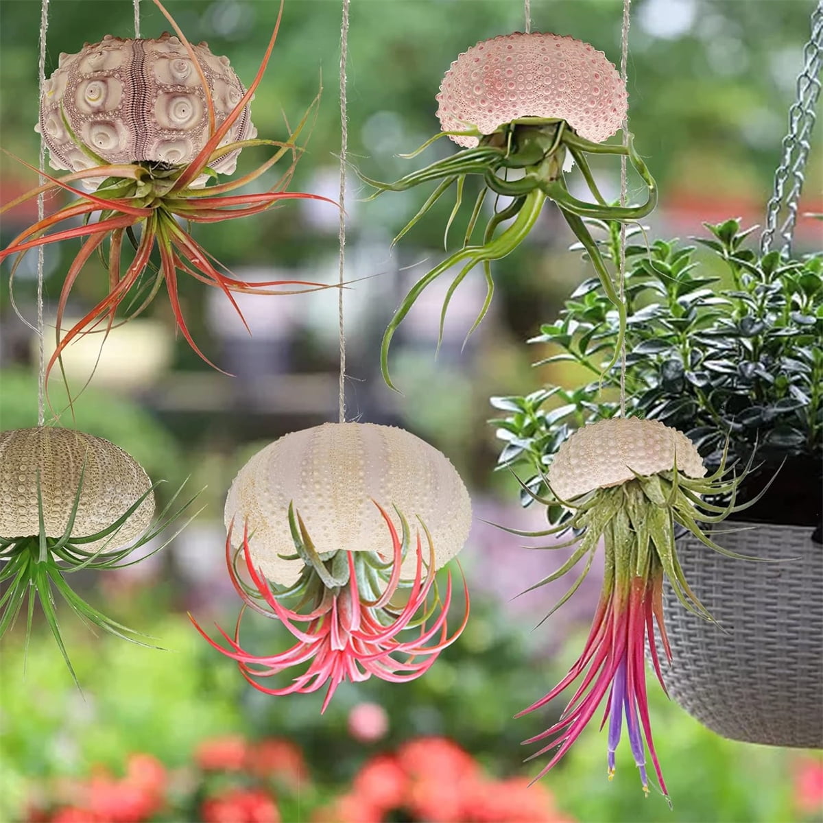 Tutuviw 5 Pcs Mini Sea Urchin Shell Air Plant Holders,Decorative Hanging Air Plant Pot, Tillandsia Succulent Display Container for Home Gardening Gifts Beach Theme Party Decors, No Plants - Image 6