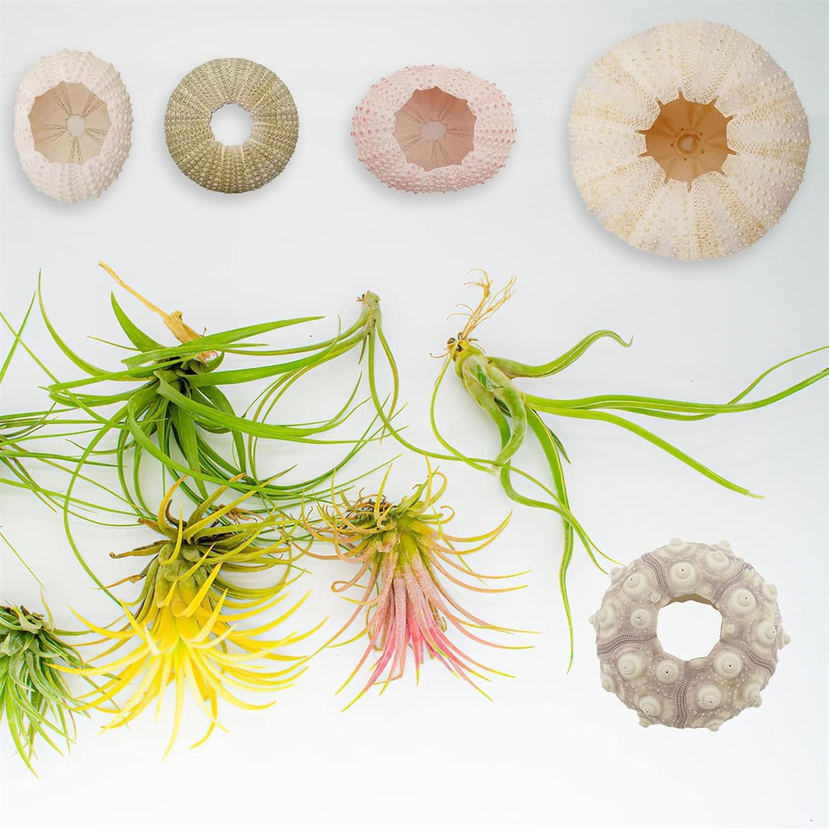 Tutuviw 5 Pcs Mini Sea Urchin Shell Air Plant Holders,Decorative Hanging Air Plant Pot, Tillandsia Succulent Display Container for Home Gardening Gifts Beach Theme Party Decors, No Plants - Image 8