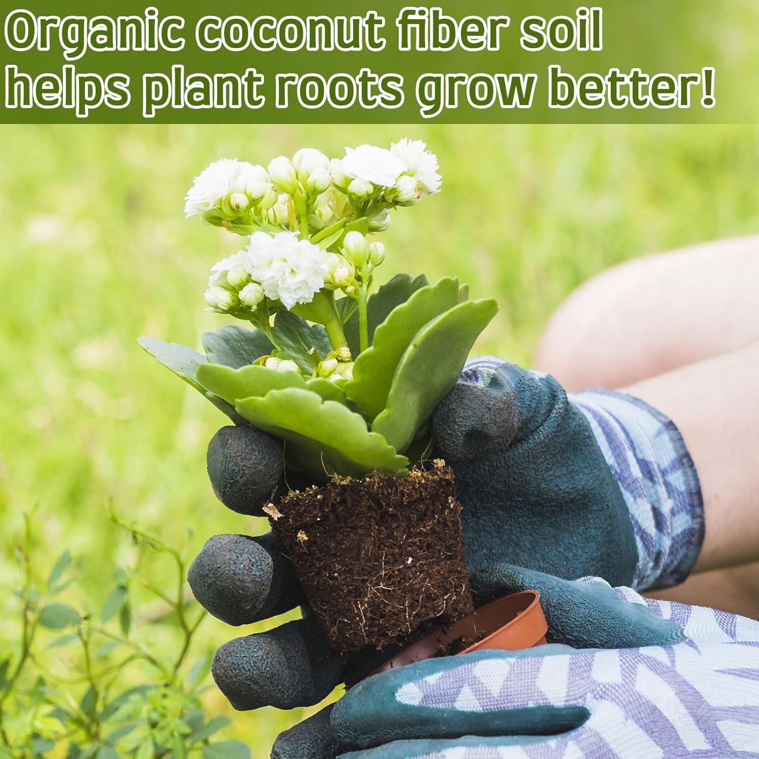 20Pack Coir Pellets Seed Starting Soil,1.2x0.4In Portable Coco Peat Soil for Indoor Outdoor,QZS Compressed Coir Fiber Potting Soil for Plants,Herb - Image 4